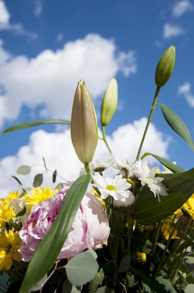 Field of flowers in spring — Stock Photo, Image