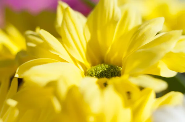 Blumen und Gänseblümchen mit großen Blütenblättern und leuchtenden Farben, — Stockfoto