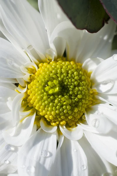 Été, détail de marguerite avec des gouttes de pluie sur les pétales, fleur fie — Photo