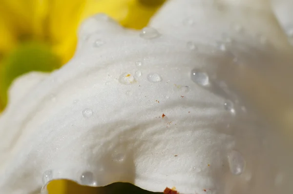 Primavera, detalhe da margarida com gotas de chuva sobre as pétalas, flor fie — Fotografia de Stock