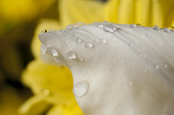 Detail of daisy with raindrops on the petals, flower field in sp — Stock Photo, Image