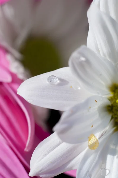 Belles fleurs au printemps — Photo