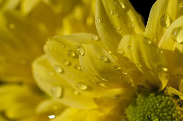 Красивый желтый цветок — стоковое фото