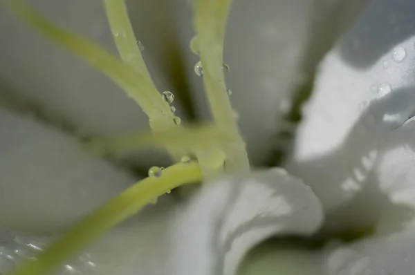 花和雏菊大花瓣和生动的色彩，弹簧 — 图库照片