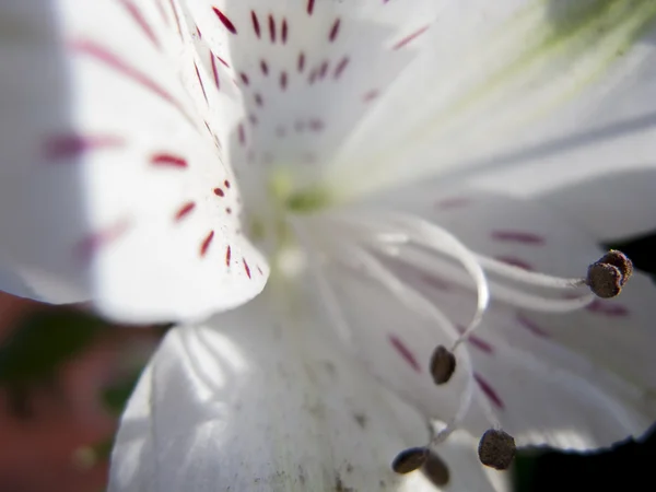 Étamines et pistils d'une fleur, fond de fleurs et nature — Photo