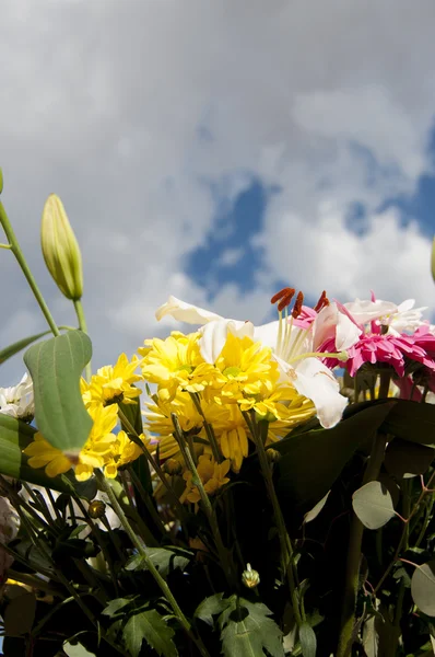 bouquet, field of flowers in spring with cloudy sky background