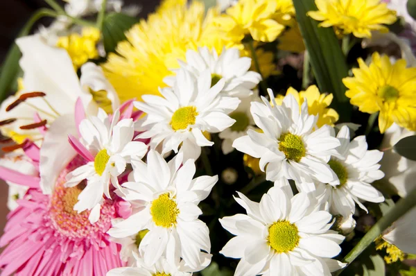 Flores e margaridas com grandes pétalas e cores vivas, primavera i — Fotografia de Stock