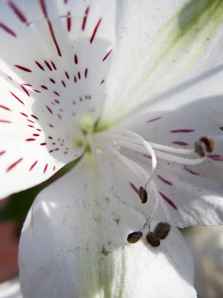 Staubgefäße und Stempel einer Blume, Hintergrund von Blumen und Natur — Stockfoto