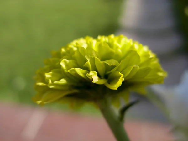 Blomster og tusindfryd med store kronblade og levende farver, forår i - Stock-foto