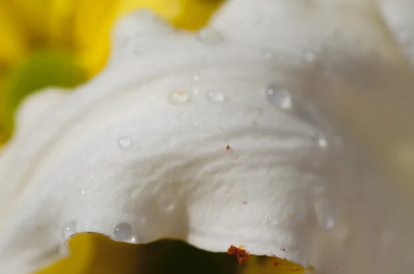 Environment, detail of daisy with raindrops on the petals, flowe — Stock Photo, Image