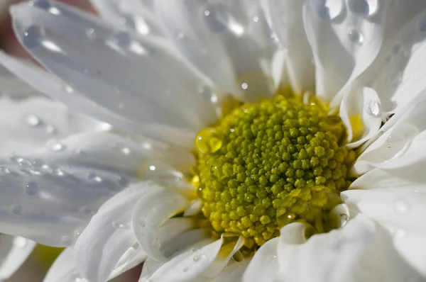 Environment, detail of daisy with raindrops on the petals, flowe — Stock Photo, Image