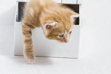 küçük yavru kedi sevimli hayvan tatlı yüzü bir hediye kutusunda sıkışmış