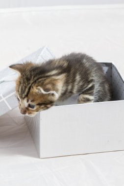 sürpriz, küçük yavru kedi hediye kutusunda sevimli hayvan tatlı sıkışmış 