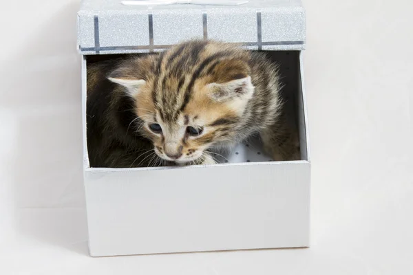 Gatito pequeño atascado en una caja de regalo, tierno animal dulce cara — Foto de Stock