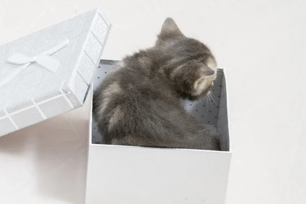 Gatito, gatito pequeño atascado en una caja de regalo, peluche animal dulce fac — Foto de Stock