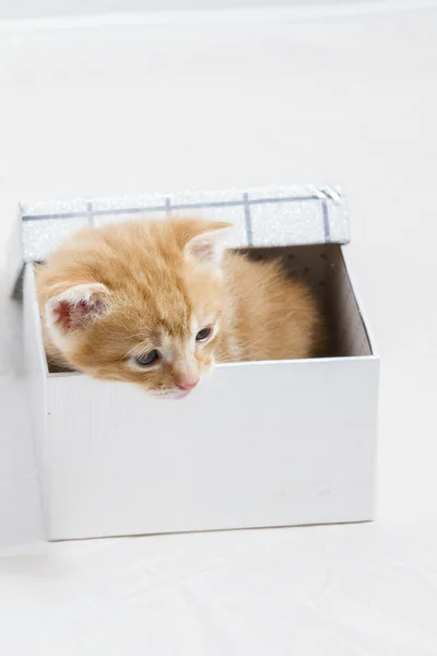 Küçük yavru kedi sevimli hayvan tatlı yüzü bir hediye kutusunda sıkışmış — Stok fotoğraf
