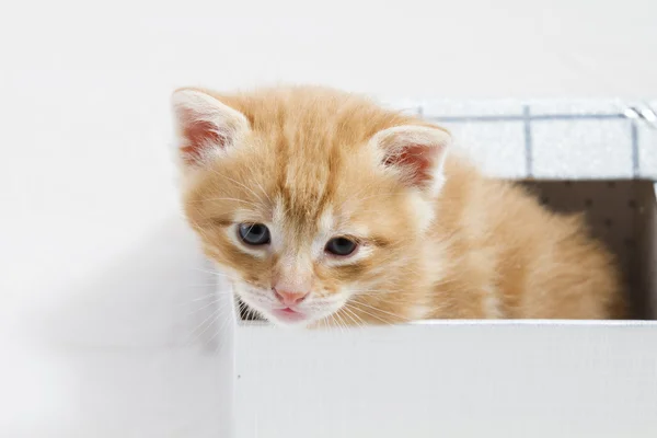 Küçük yavru kedi sevimli hayvan tatlı yüzü bir hediye kutusunda sıkışmış — Stok fotoğraf