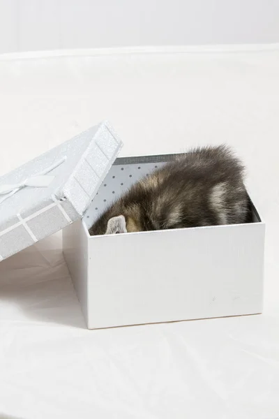 Gatito pequeño atascado en una caja de regalo, tierno animal dulce cara — Foto de Stock