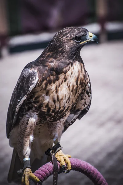Exhibition of birds of prey in a medieval fair, detail of beauti — Stock Photo, Image