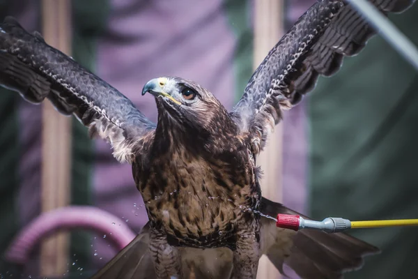 Крылья, выставка хищных птиц на средневековой ярмарке, подробности — стоковое фото