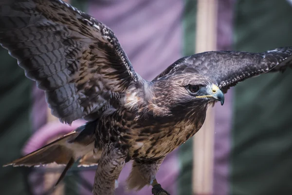 Крылья, выставка хищных птиц на средневековой ярмарке, подробности — стоковое фото
