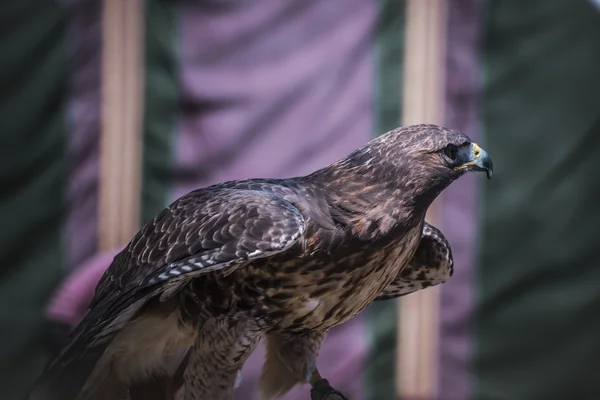 Fauna selvatica, esposizione di rapaci in una fiera medievale, dettaglio — Foto Stock