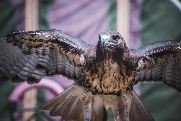 Exhibition of birds of prey in a medieval fair, detail of beauti — Stock Photo, Image