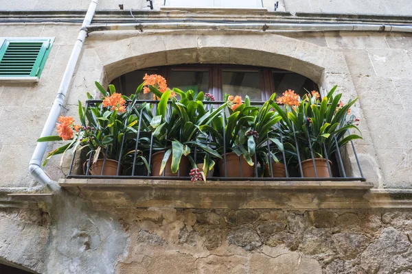 Flowerpots street in the tourist island of Mallorca, Valdemosa c — Stock Photo, Image