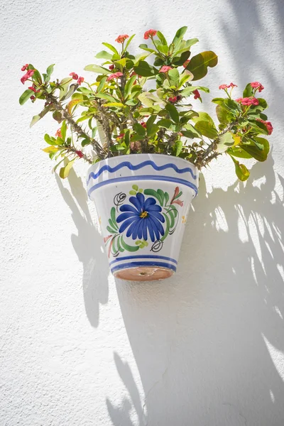 Potted plant and flowers on the street — Stock Photo, Image