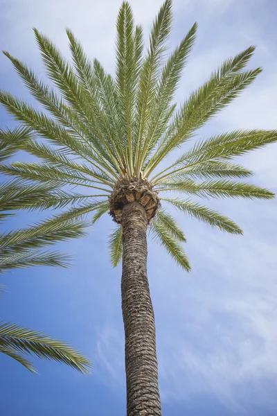 棕榈树海边散步 — 图库照片