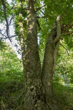 yaşlı kestane ağacı