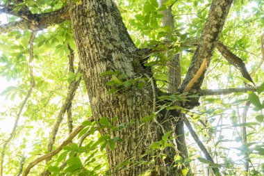 yaşlı kestane ağacı