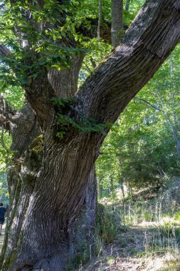 yaşlı kestane orman