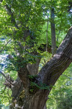 yaşlı kestane orman
