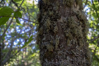 yaşlı kestane orman
