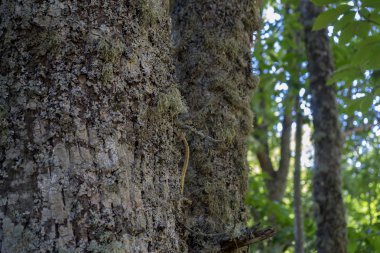 yaşlı kestane orman