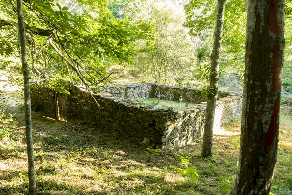 Kastanj gammelskog i Zamora — Stockfoto