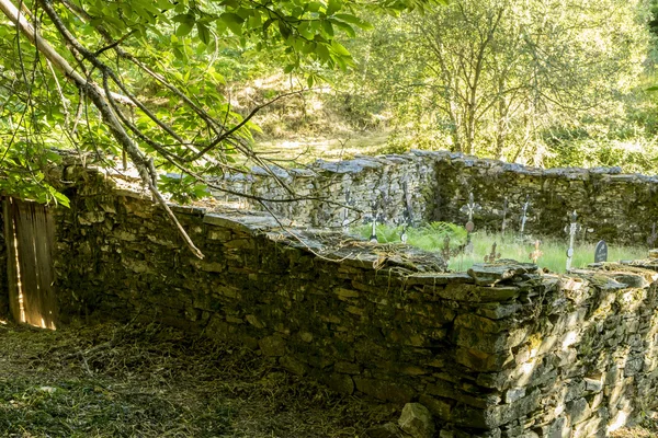 Alter Kastanienwald in Zamora — Stockfoto