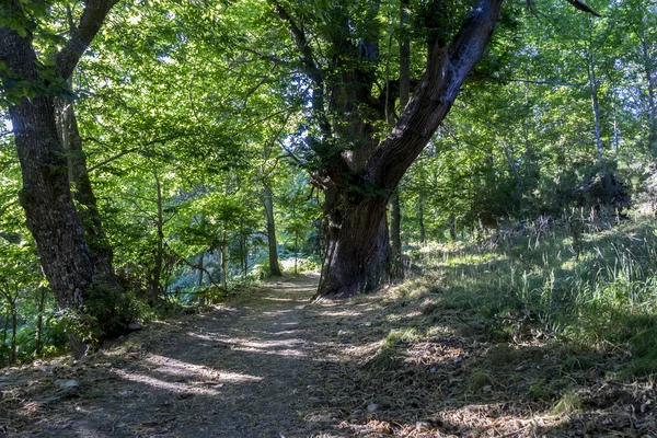 Старый каштановый лес — стоковое фото