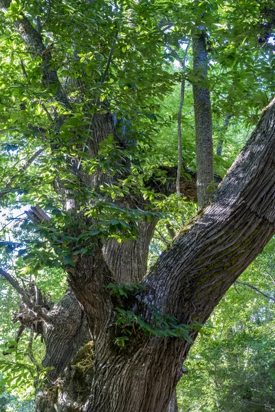 yaşlı kestane orman
