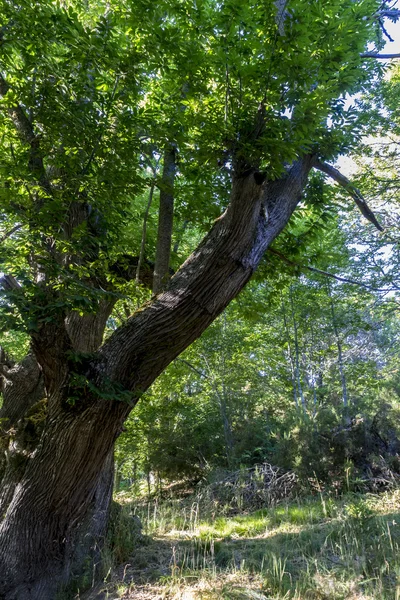 yaşlı kestane orman