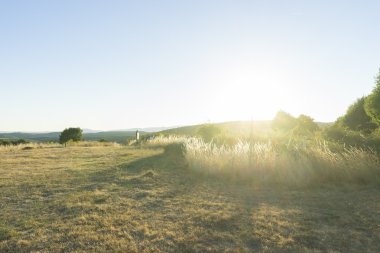 güneşli akşam çayır