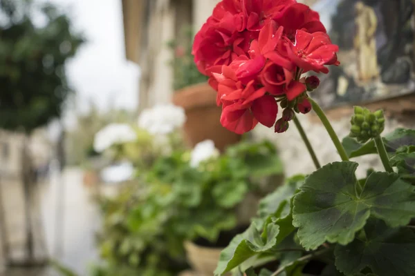 Flowerpots street of Mallorca — Stock Photo, Image