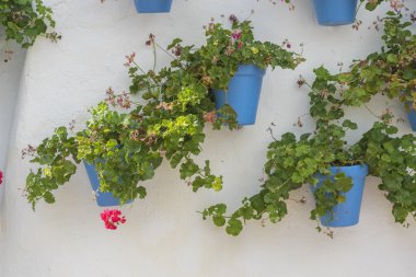 Saksı bitkileri ve çiçek sokak