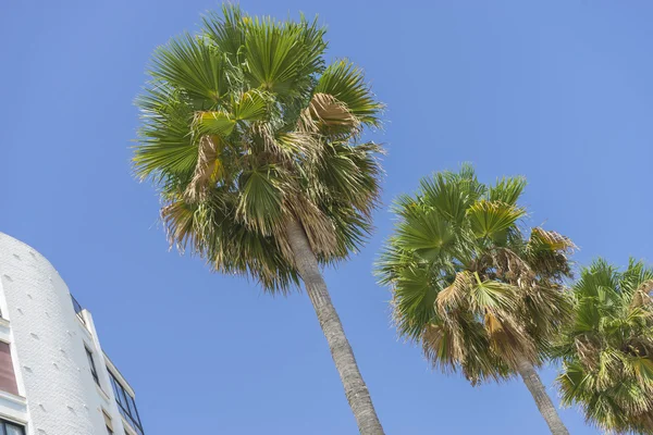 Długi deptak wzdłuż morza Palm — Zdjęcie stockowe