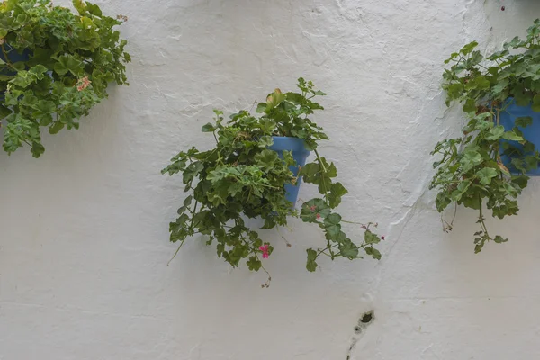 Plantas em vaso e flores na rua — Fotografia de Stock