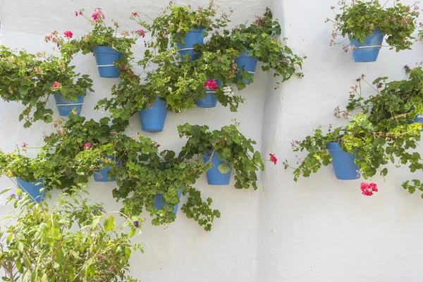 Krukväxter och blommor på gatan — Stockfoto