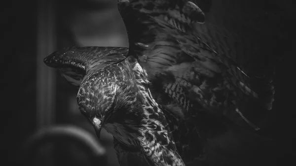 Imperial eagle in black and white, beautiful and powerful bird o — Stock Photo, Image