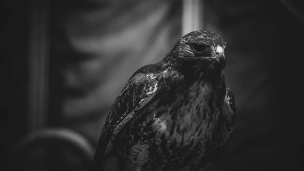 在黑色和白色，美丽的皇家鹰和强大鸟 o — 图库照片