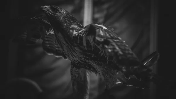 Imperial eagle in black and white, beautiful and powerful bird o — Stock Photo, Image